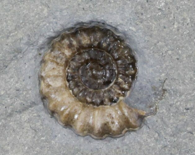 Promicroceras Ammonite - Dorset, England #30717